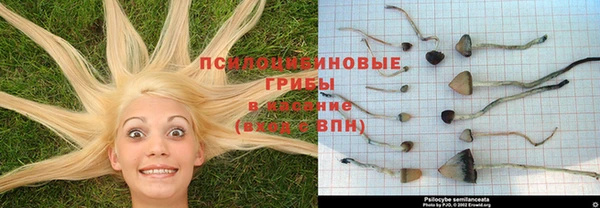 ПСИЛОЦИБИНОВЫЕ ГРИБЫ Ельня